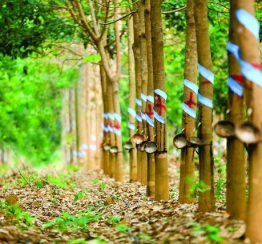 Cao Su Giống San Tài – Địa Chỉ Cung Cấp Cây Cao Su Giống Chất Lượng Cao Tại Đồng Nai