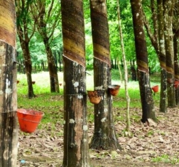 Mua Cây Cao Su Giống Ở Đâu Uy Tín? Khám Phá Cao Su Giống San Tài Đồng Nai