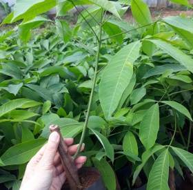 Giống Cao Su RRIV 103