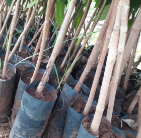 Cao su PO (Thực sinh trồng trụ tiêu)