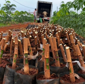 Giống Cao Su RRIV 1