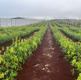 Stump Trần (Cây Gieo Hạt Trực Tiếp Dưới Đất Và Được Lai Tháp Theo Yêu Cầu)